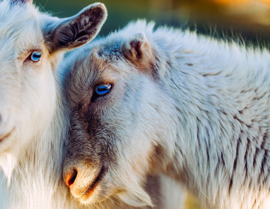 Clay and Goat Natural Soap